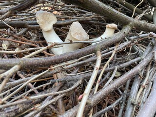 The mushrooms are beautifully settled on the broken branches of the trees. Mushrooms are healthy and wholesome food.