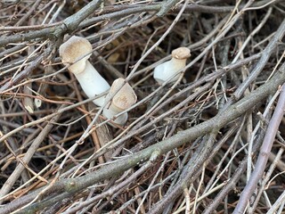  The mushrooms are beautifully settled on the broken branches of the trees.
