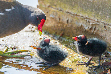 mom feeding Common Moorhen chicks  - Gallinula chloropus - Gallinule poule d'eau