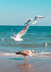 Fototapeta na wymiar Seagull over sea with a beautiful sky and sea on the horizon