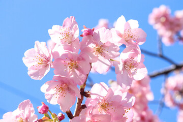 さくら 桜 サクラ 淡い 美しい 花見 満開 春爛漫 きれい 新生活 卒業 日本 ピンク