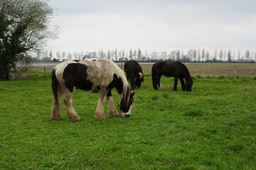 Chevaux de race Irish Cob dans un pré breton