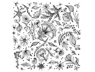 Drawing from elements of plants, leaves, flowers of black color on a white background for print and design