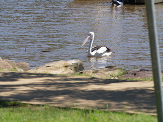 pelican on the beach Dangar Island
