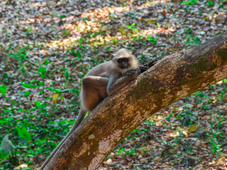 Indian Black Faced Long Tailed Gray Langur Monkey sitting on the Tree
