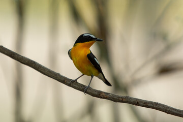 Yellow rumped Flycatcher in Bangkok Thailand