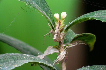 Oxyopes macilentus on the leaf.