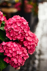 Rainy street cafe in old European town. Summer rainy day at Lviv, Ukraine.