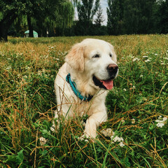 golden retriever puppy