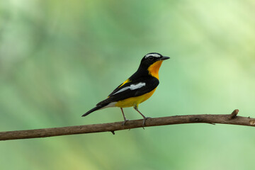 Fototapeta premium Yellow rumped Flycatcher in Bangkok Thailand