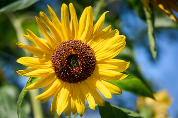 Obraz premium Close up of beautiful sunflower flower in the garden. Sunflower natural background, Sunflower blooming.