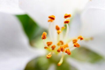 Extreme close up image of white apple blossom