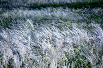 grass in the wind