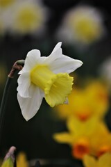 daffodil flower 