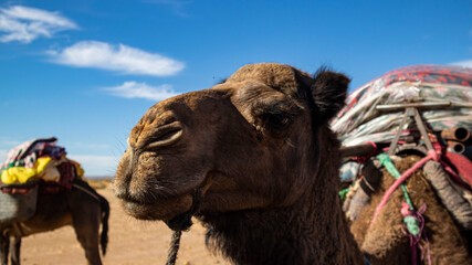 Dromedary camels loaded for a trek into the Moroccan Sahara.
