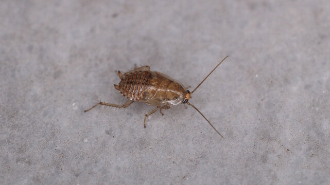 Natural Ectobius pallidus insect macro photo