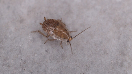 Natural Ectobius pallidus insect macro photo