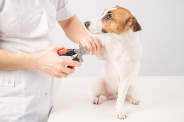 Fototapeta na wymiar The veterinarian cuts the dog jack russell terrier's claws on a white background.