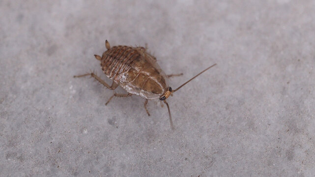 Natural Ectobius pallidus insect macro photo