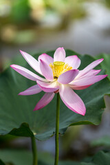 蓮の花　初夏のイメージ