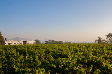Fototapeta na wymiar Overlooking wine grapes at an Indian Vineyard.