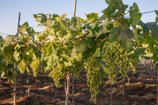 Green wine grapes on the vine
