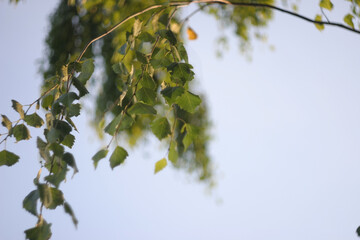 Hanging birch branches with green leaves against the blue sky.