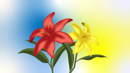 Drawing of red and yellow lilies facing back White floor with gradient Suitable for use in work or web or print work.