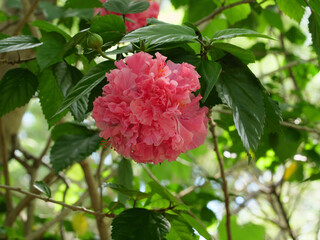 Flowers and plants on Dangar Island, NSW Australia