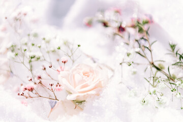 Fototapeta na wymiar Flowers in the ice. Flower arrangement frozen in ice on a white background