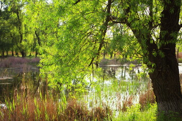 Weeping willow tree on the bank of a river in the summer.