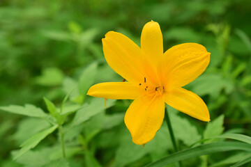 Yellow lily (latin: hemerocallis lilioasphodelus) is a perennial herb in the hemerocallidaceae family. Close-up of a flower on a green background.	
