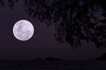 Fototapeta na wymiar Full moon on the sky with tree silhouette.