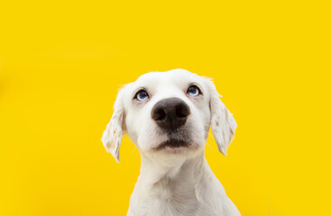 Funny portrait serious dog. Isolated on yellow backgorund.