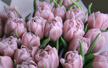 Group of cheerful elegant vivid deep rose color springtime tulips