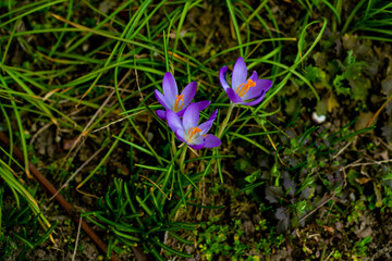 purple crocus flower