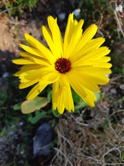 yellow flowers in the garden