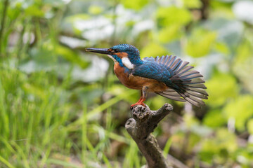 Eisvogel spreizt die Flügel