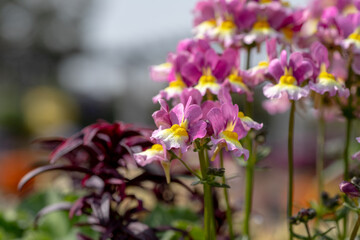 風景素材 春の陽射しを浴びた綺麗な小さな花