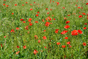 A meadow with lots of red poppies