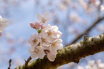 風景素材　陽射しを浴びた鮮やかな桜の花