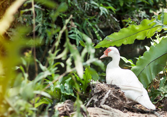 Snow goose with red mouth walk in backyard farming.