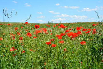 A large meadow with lots of red poppies and blue sky