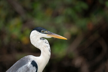The Cocoi heron (Cocoi heron)