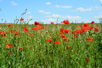 A meadow with lots of red poppies and blue sky