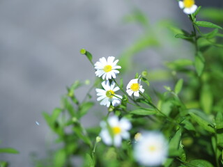 Common daisy, Bellis perennis white yellow color flower blooming in garden blurred of nature...