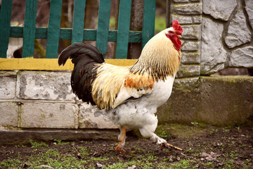 Pretty rooster outdoors,big bird photo
