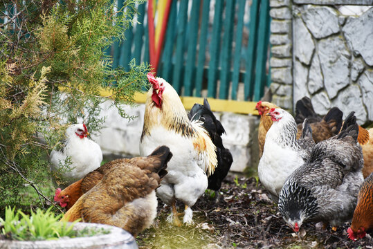 Rooster and hens searching for worms, farm photo