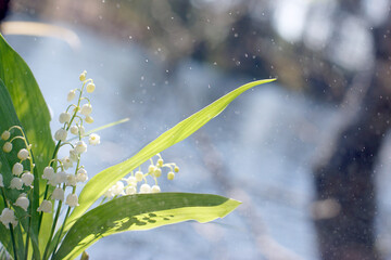 Bouquet of adorable lilies of the valley on the background of a blue lake