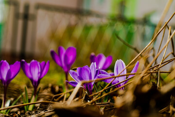 purple crocus flowers